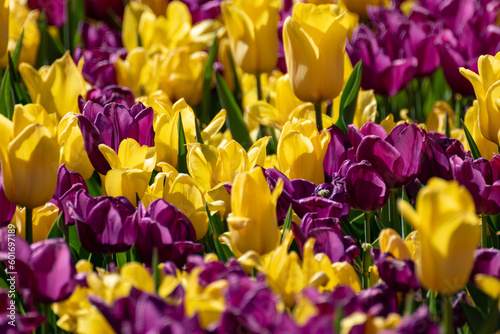 Yellow and purple tulips with green leaves field close-up  spring blossom with blurred background. Romantic botanical meadow