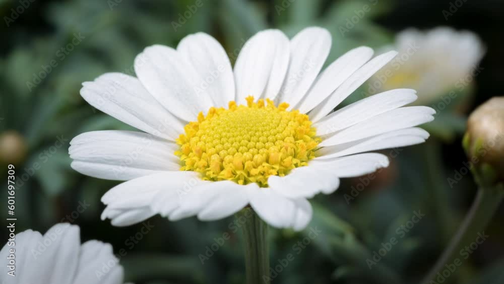 4K Time Lapse of blooming Chamomile flower, top view. Timelapse of opening big flower daisy close-up. 4K Time Lapse of blooming Chamomile flower, top view. Timelapse of opening big flower daisy close-up.