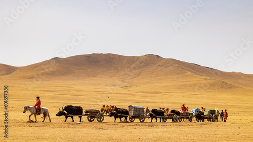Mongolia / nomad / caravan / cow photo