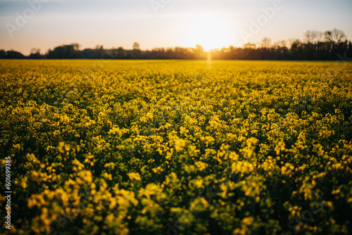 Rapsfeld beim Sonnenaufgang photo