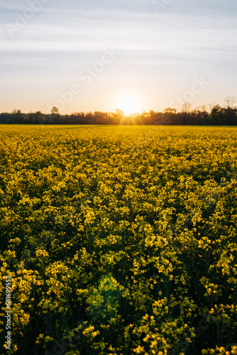 Rapsfeld beim Sonnenaufgang