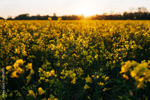 Rapsfeld beim Sonnenaufgang