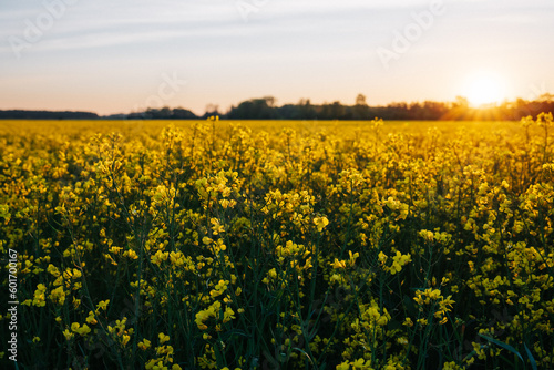 Rapsfeld beim Sonnenaufgang