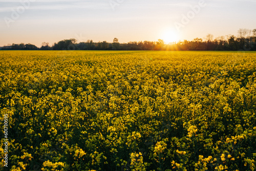 Rapsfeld beim Sonnenaufgang
