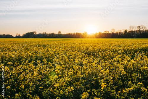 Rapsfeld beim Sonnenaufgang