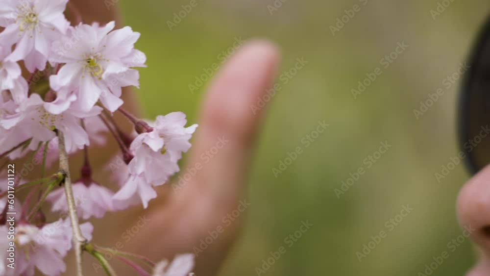 Slow motion shot of a woman smelling the cherry blossom petals and smiling in Kyoto