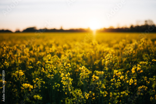 Rapsfeld beim Sonnenaufgang