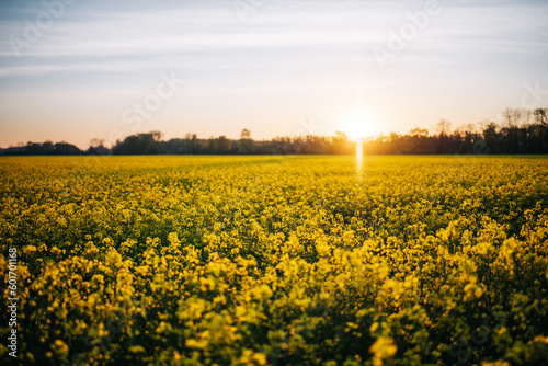 Rapsfeld beim Sonnenaufgang
