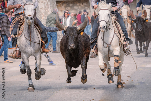 Bandido et abrivado dans une rue de village dans le sud de la France. Taureau de Camargue en liberté dans une rue. Tradition taurine.	 photo