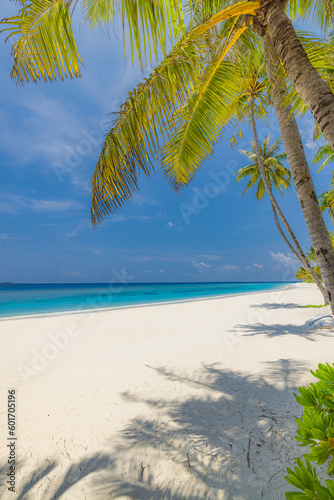 Travel beach concept. Untouched white sand calm sea bay sunny blue sky. Exotic paradise, Mediterranean tropics. Green palm trees, carefree beach landscape. Beautiful summer nature vacation island 
