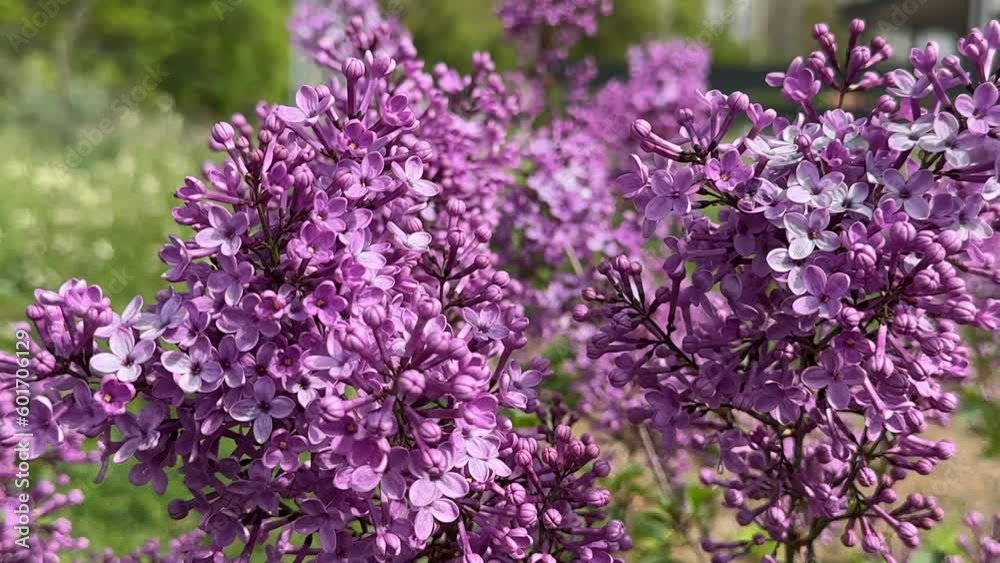 The naturalness and fragrant smell of the redbud tree in the garden