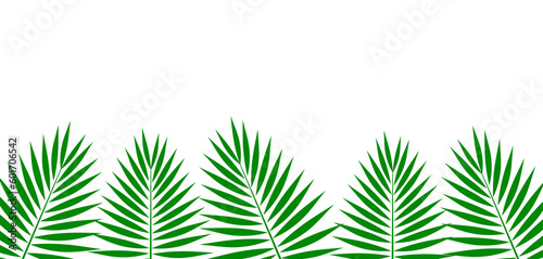 Green palm leaves border on transparent background. PNG illustration.