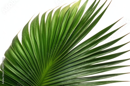 palm leaf isolated on white