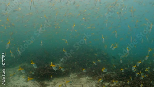 Under water film - Tropical waters of Thailand - a large group of Yellow Back Fusilier fish swimming in misty water above ocean floor photo