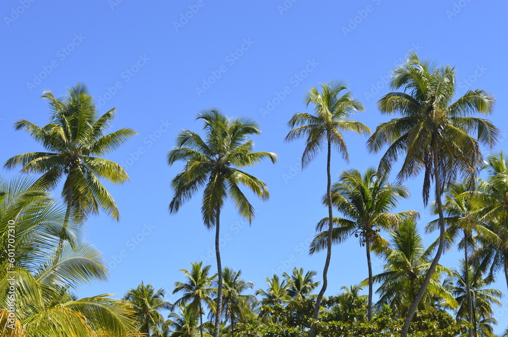 Coqueiros com céu azul Coqueiros com céu azul