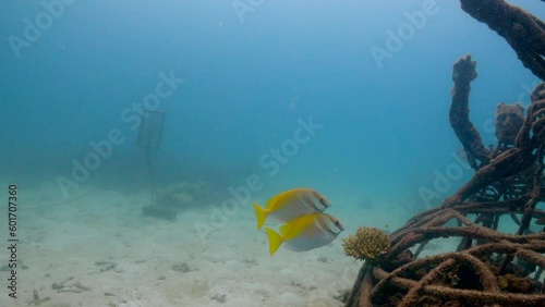 Under water film - Tropical waters of Thailand - Two yellow tailed tropical fish swimming trough artficial metal welded structured coral human like figures photo