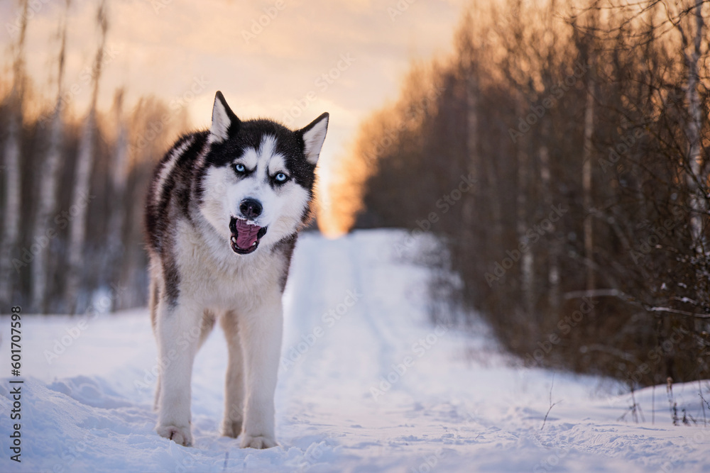 black and white siberian husky with blue eyes walks in the snow in winter against the background of the evening sky black and white siberian husky with blue eyes walks in the snow in winter against the background of the evening sky