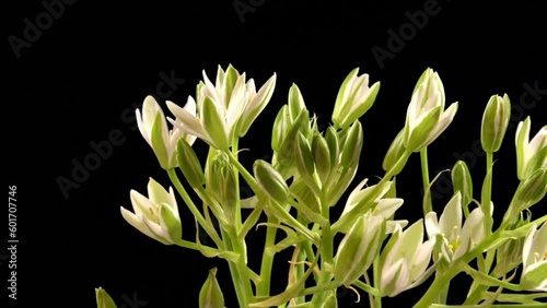 Ornithogalum flowers open in timelapse mode. Spring white flowers are opening. Time lapse.