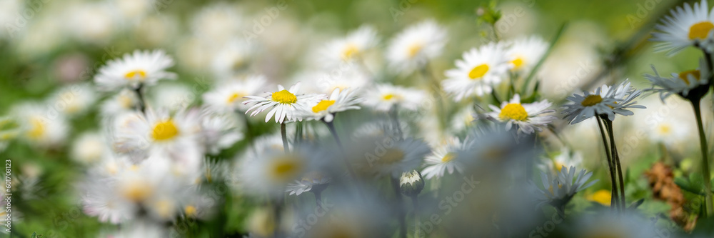 A meadow full of daisies