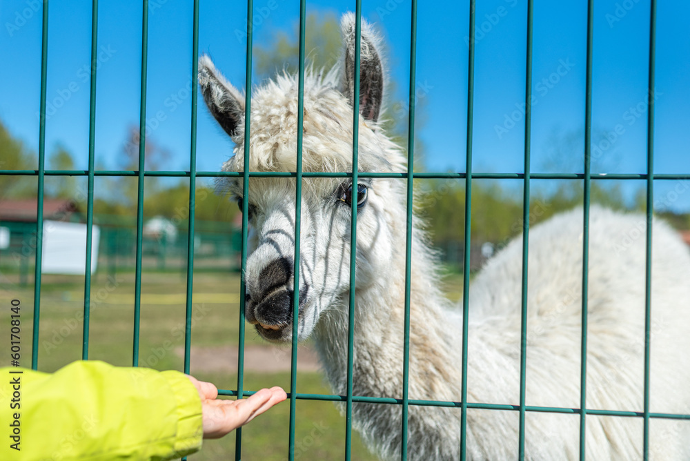 A white alpaca on a farm eats from the palm of a child. Portrait of an alpaca in a paddock.