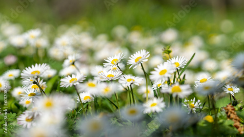 A meadow full of daisies