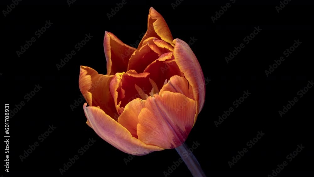 Beautiful orange tulip flower opening on black background.