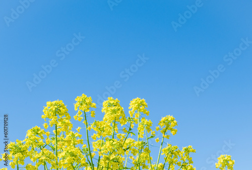 Rape blossoms and blue sky. Symbolic landscape of spring.