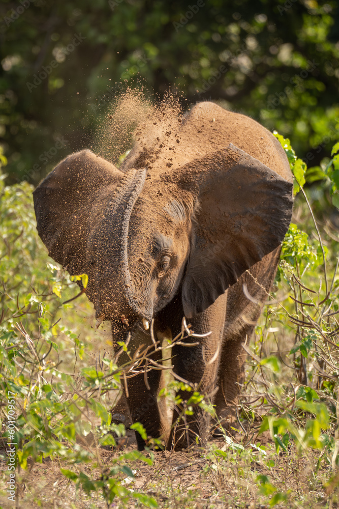 Obraz premium Young African elephant blowing sand over head