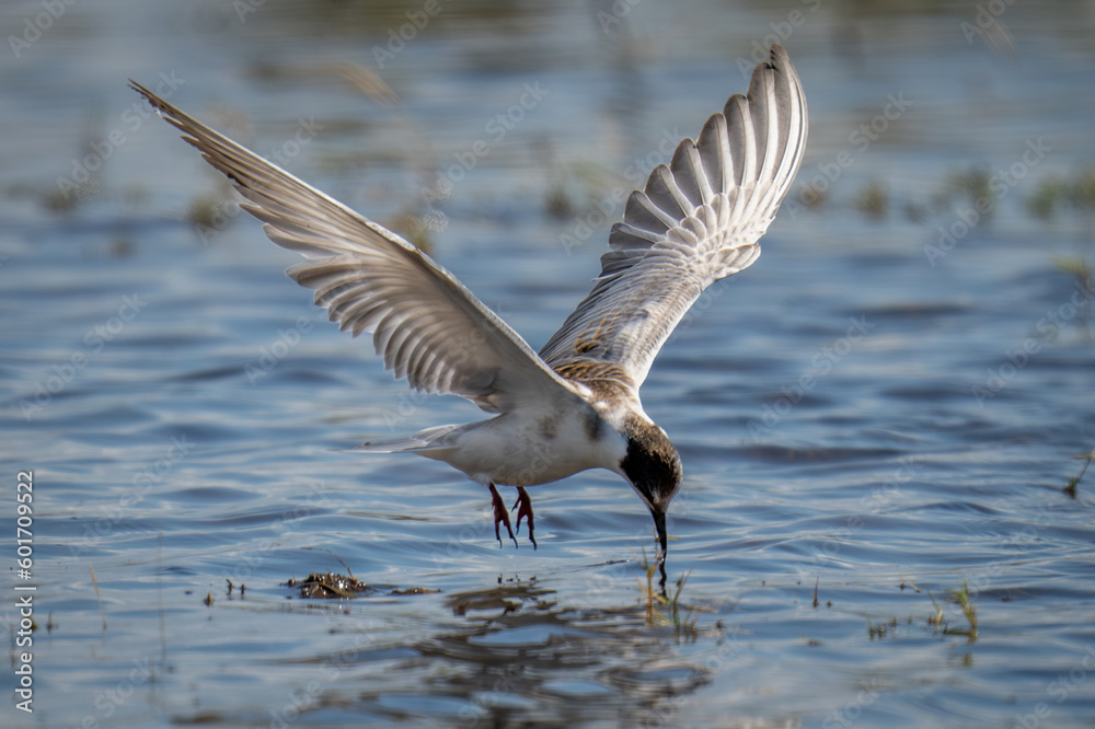 Whiskered tern dives for fish lifting wings Whiskered tern dives for fish lifting wings