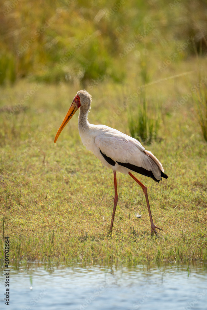 Yellow-billed stork walks along riverbank on grass Yellow-billed stork walks along riverbank on grass