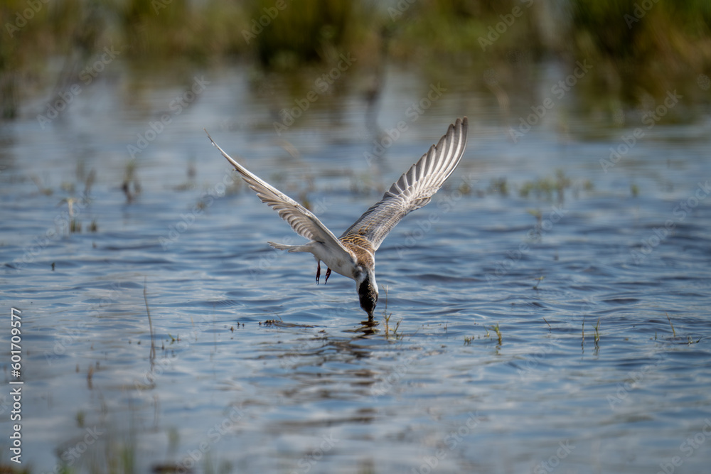 Obraz premium Whiskered tern dives for fish in river