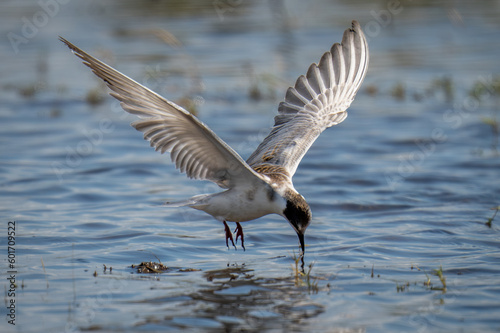 Whiskered tern dives for fish lifting wings
