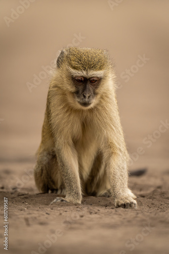 Vervet monkey sits on sand looking down