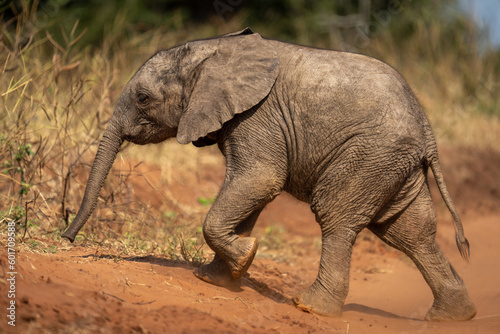 Young African bush elephant crossing sandy track