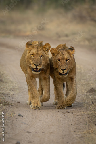 Two young male lions walk down track photo