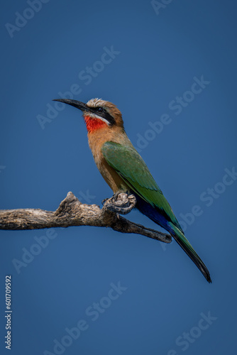 White-fronted bee-eater on dead branch lifting head