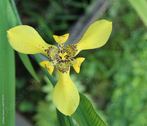 a yellow flower in the city of Kendari, Indonesia photo