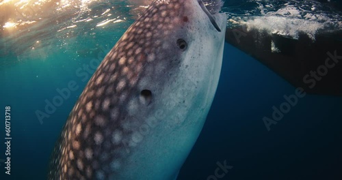 Whale shark in ocean. Giant whale shark swimming and eating plankton underwater photo