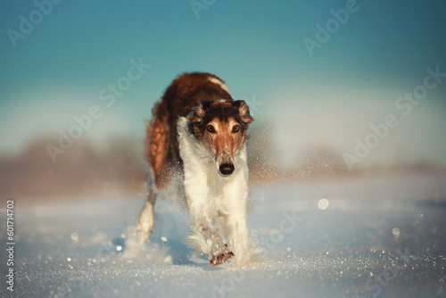 borzoy in the snow photo