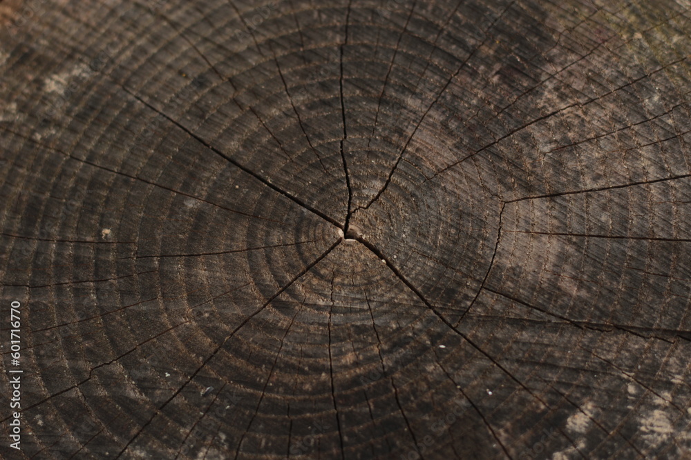 Fototapeta premium Cross section of a dried and old tree trunk