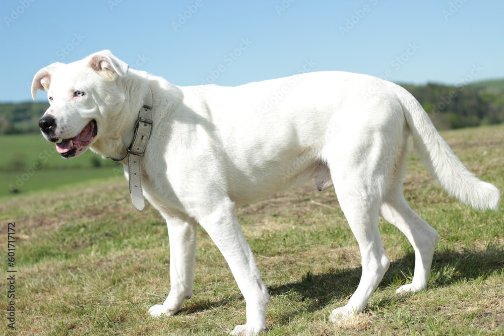 White dog on a sunshine