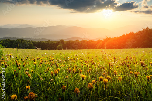Amazing scene in summer mountains. Lush green grassy meadows with yello flowers in fantastic evening sunlight. Carpathians  Europe. Landscape photography