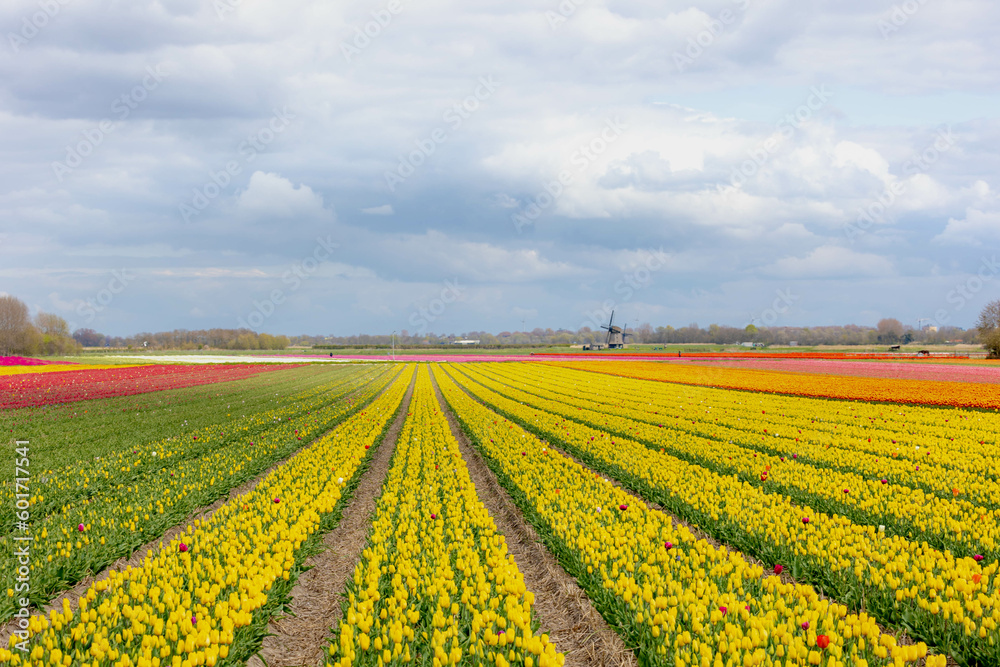 Selective focus rows of multicolor flowers field with blurred windmills as background, Tulips are a genus of spring-blooming perennial herbaceous bulbiferous geophytes, Tulip festival in Netherlands.