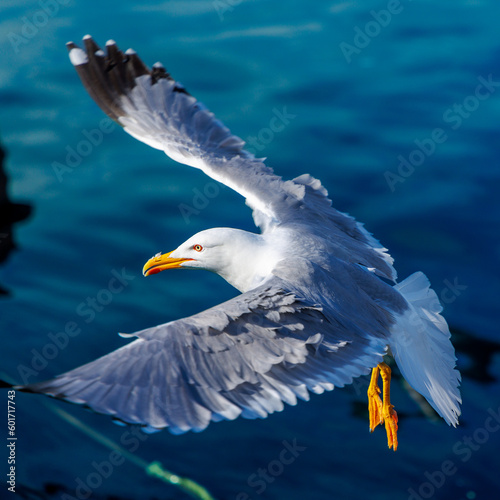 Photography Portrait of seagull flying over the ocean