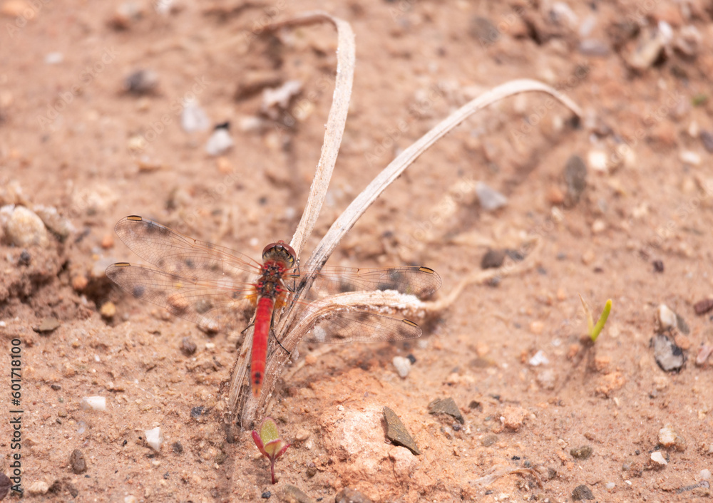 dragonfly, animal, wild,insect, summer, macro, closeup dragonfly, animal, wild,insect, summer, macro, closeup