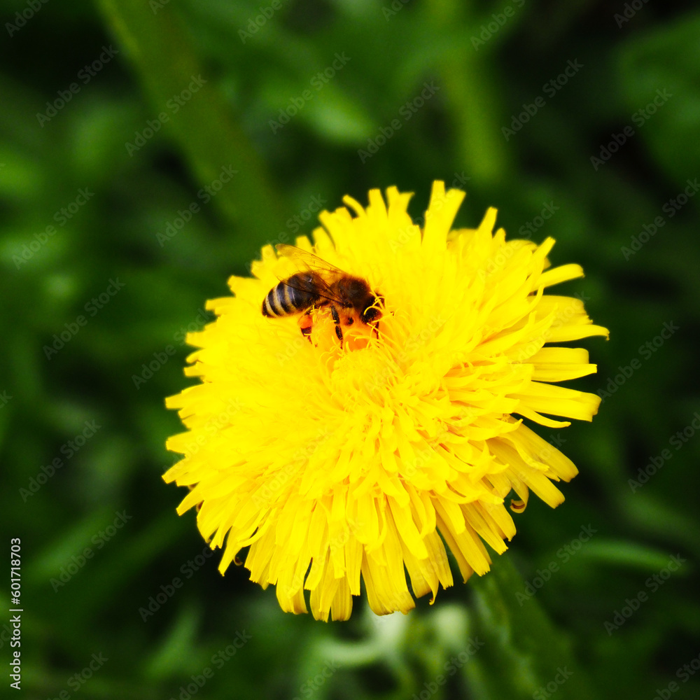 Honey bee collects pollen from dandelion blossom on a spring day in Upper Bavaria