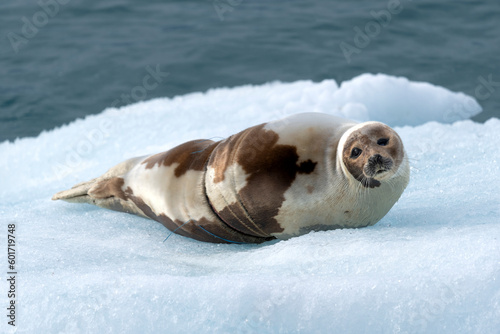 harp seal on iceberg in north ocean around svalbard