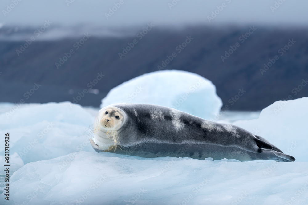Obraz premium bearded seal on iceberg in north ocean around svalbard