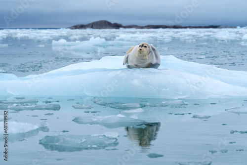 bearded seal on iceberg in north ocean around svalbard