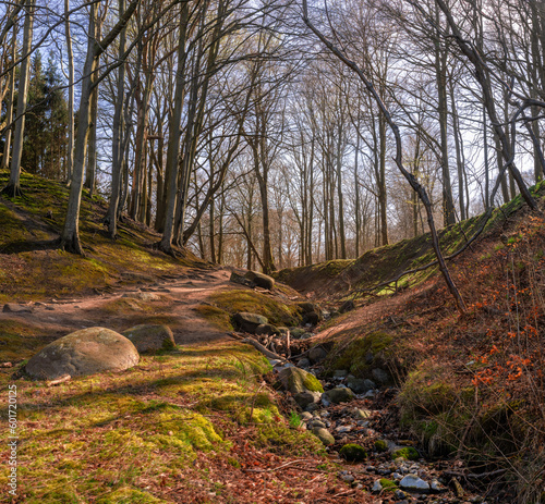 Märchenhafte Aufnahme einer verzweigten Buche (Fagus) im bizarr wirkenden Wald auf Rügens Nordwest-Halbinsel Wittow zwischen Nonnevitz und Schwarbe.  Ein wunderschönes Naturmotiv.